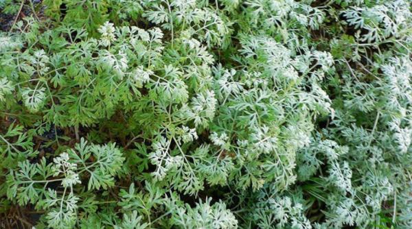 cancerul poate fi invins in cateva ore cu o planta care cre te i in romania