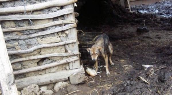 dovada ca avem legi care pedepsesc cruzimea fa a de animale