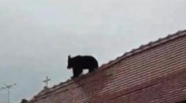 fpam plangere penala dupa scandalul cu ursul impu cat in sibiu