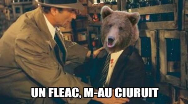 sibiu  prc c8prc 9binta ironiilor pe internet dupa impuprc c8prc 99carea ursului