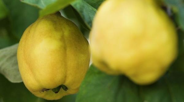 dieta cu gutui cum po i scapa de cateva kilograme in plus