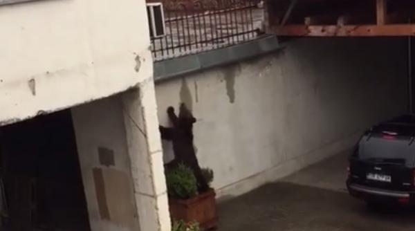 eful poli iei eu am cerut sa fie ucis i imi asum