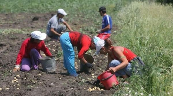 inspectia muncii va realiza o aplicatie electronica pentru evidenta zilierilor