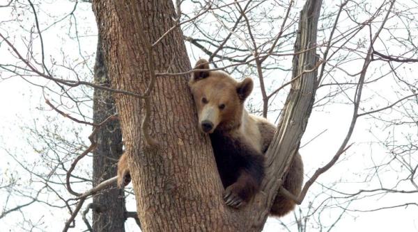 paradox romanesc locul in care demnitarii no tri nu au calcat iar francezii stau la coada