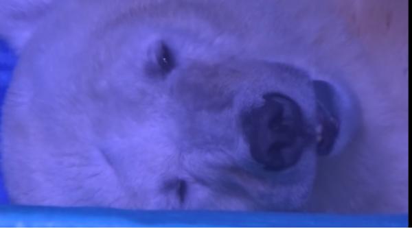 imaginile durerii un senator acuza carda ie generala a autorita ilor to i tac video