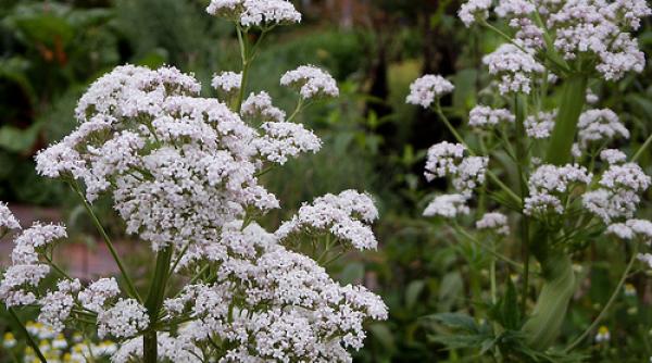 valeriana cea mai folosita planta la nivel mondial la ce ajuta