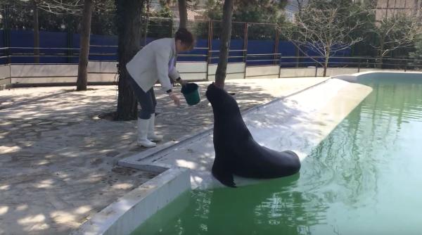 leul de mare de la delfinariul constan a a murit avea 21 de ani