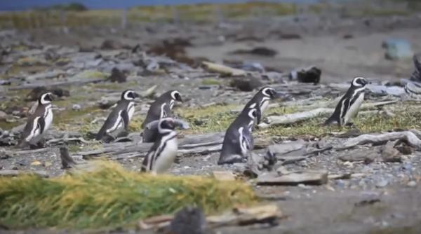 ce se intampla cand un pinguin i i gase te partenera cu amantul video ocant