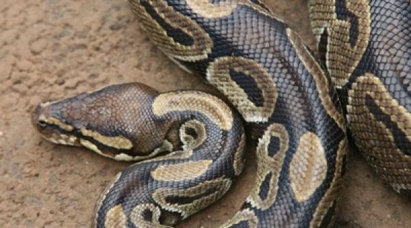 arpe uria ucis de localnici au ramas oca i de ce au gasit inauntru