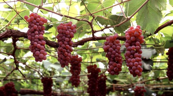 fructul care costa cat o masina