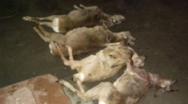 caprioara vanata cu la ul braconierii