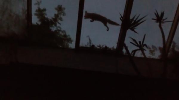 filmare incredibila a fiului lui sorin ro ca stanescu