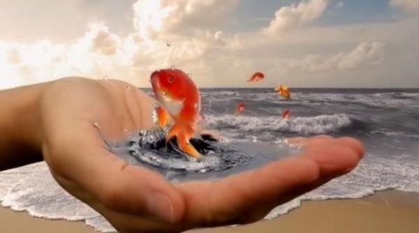 bancul zilei pasarica nesatula darul pe ti orului de aur