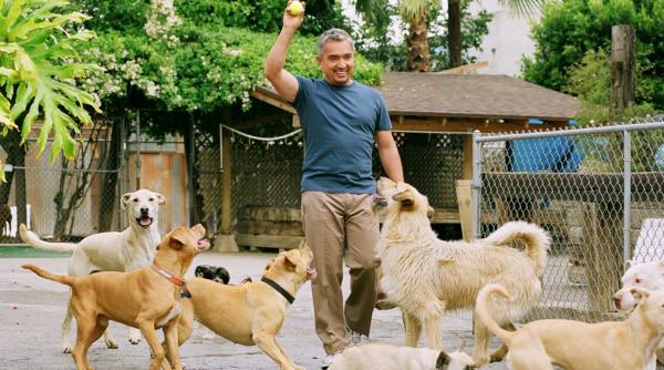 cesar millan cel mai faimos antrenor de caini spectacol la bucure ti