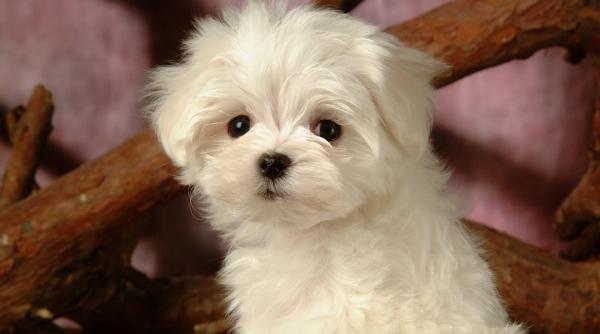 ce se intampla cand oamenii primesc ca ei drept cadou video