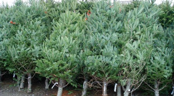 brazi de craciun tulcea ora ul unde nu se vor vinde brazi