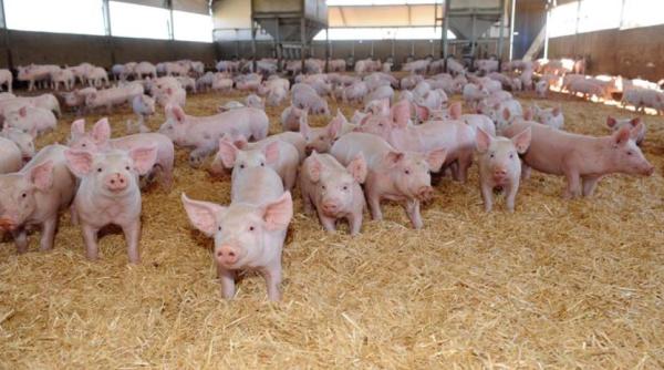 bani de la guvern pentru producatorii de carne de porc