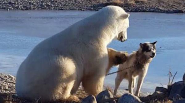 prietenia dintre un urs polar i un caine video
