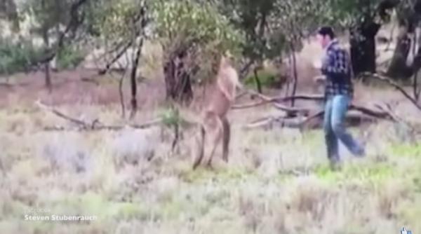 imagini incredibile cu un om care se bate cu un cangur video