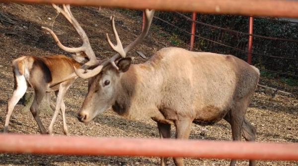 bancul zilei un cuplu in vizita la gradina zoologica