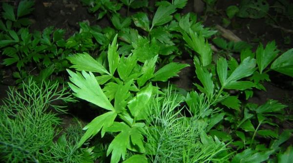 cum se pun mararul i patrunjelul la congelator in mod corect