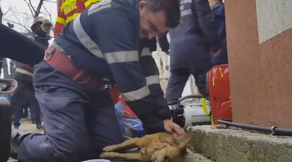 pompierul care a resuscitat un ca el marturie emo ionanta declara ii spectaculoase