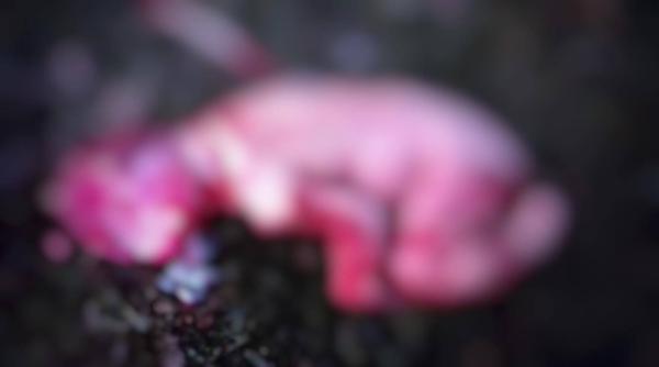 nou caz ionu senator reac ie virulenta trebuie condamnata exemplar