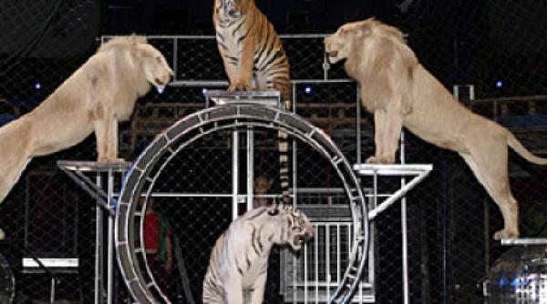 circul globus primele precizari dupa incendiu