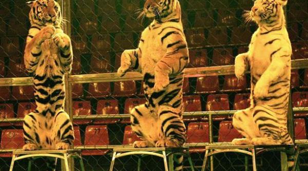 intrebare cheie pentru parin i dupa scandalul legat de circ