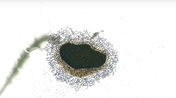 imagini superbe pe lacul balanton filmate cu drona video