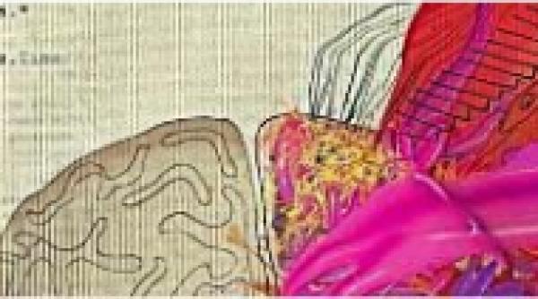 cinetic incepe primul studiu condi ii de inscriere