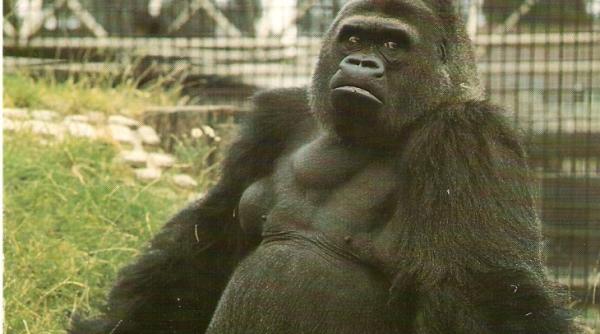 bancul zilei ion i maria merg la zoo