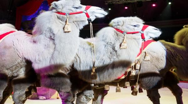 dresura de animale interzisa la circul globus anun ul gabrielei firea