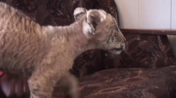 rusia s a nascut un ligru cea mai mare felina din lume