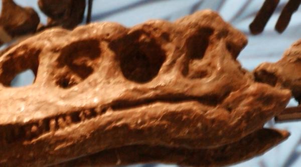 descoperire importanta in scheletul unui dinozaur vechi de 195 de milioane de ani