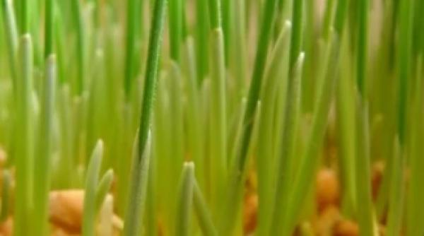 fao anun teribil o noua boala virulenta amenin a recoltele de grau