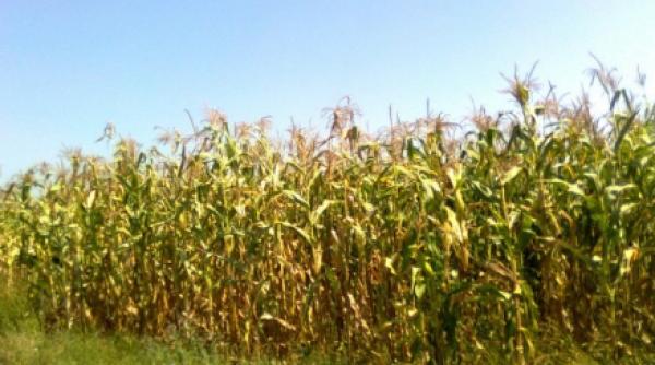 cabi anun ingrijorator comer ul agricol mondial amenin at