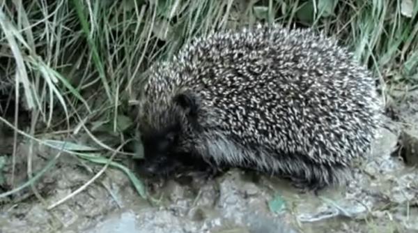 aricii declin periculos