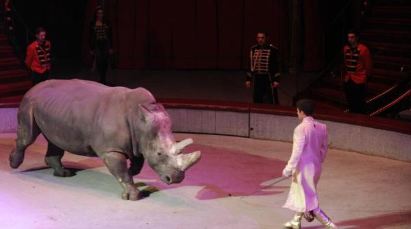 acroba ie ratata la circ cinci rani i