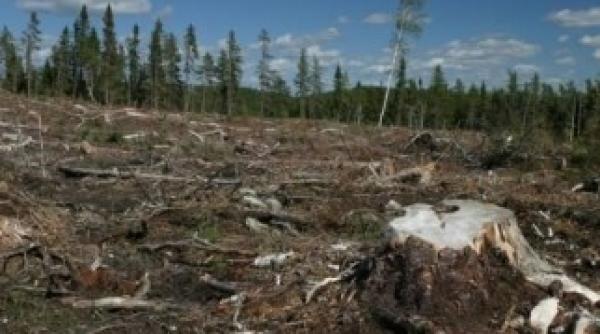 despadurirea contribuie la transmiterea bolilor de la animal la om