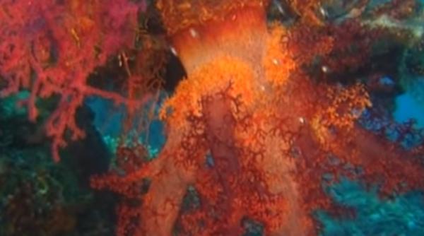 recifele de corali in pericol cercetatorii plan global pentru salvarea lor