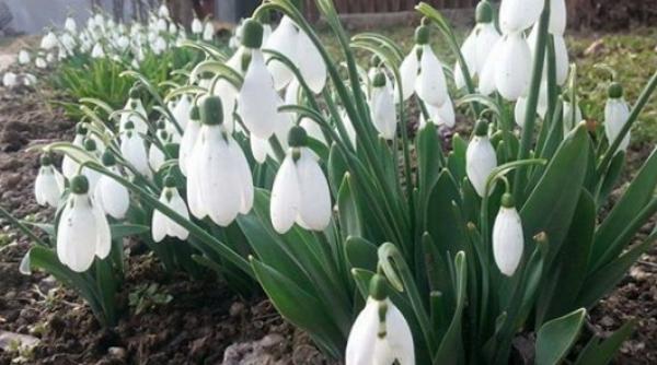 bancul zilei nu ti spune nimic ziua de 1 martie