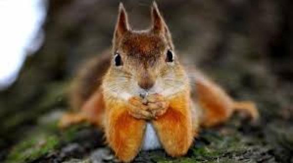 bancul zilei blonda si ghicitoarea