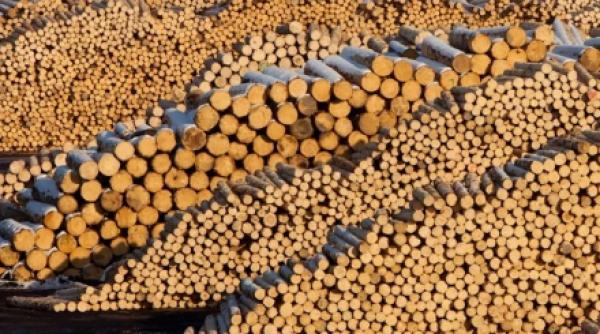 exploatari ilegale schweighofer masuri imediate