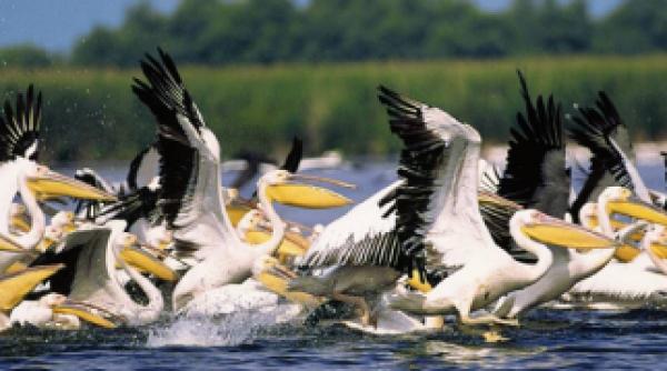 focar de gripa aviara in austria