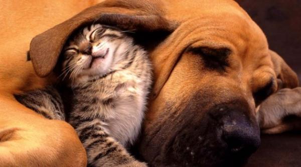 bucharest pet exhibition parada animalelor