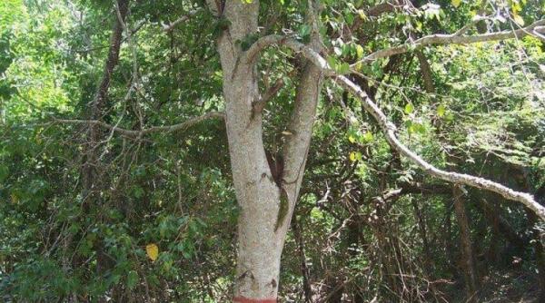petre daea se planteaza plopi iar aranul i i vinde terenul din cauza umbrei