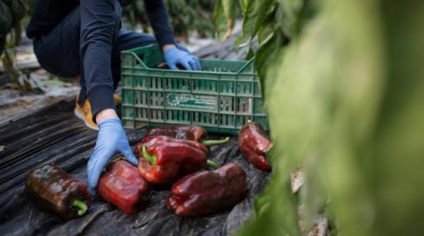 sclavie italia masuri luate de autorita ile romane i italiene