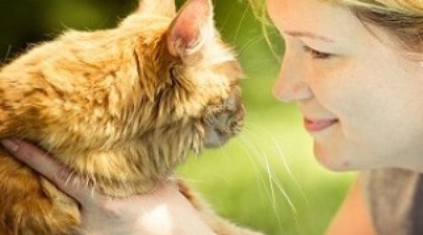 pisici alese la sofisticat sute din intreaga lume