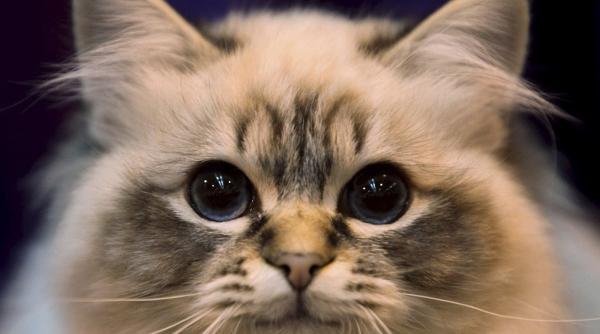 sofisticat vino sa vezi pisici din toate colturile lumii